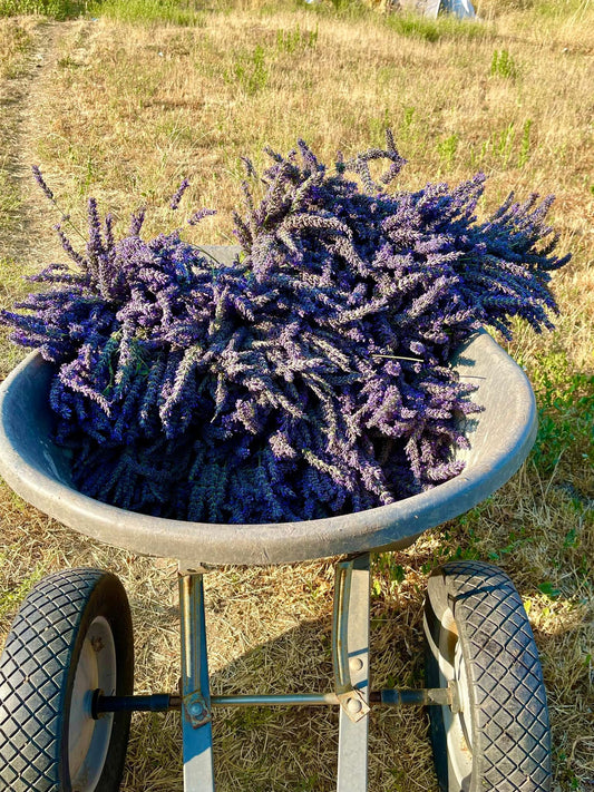 1 oz. Grosso Lavender Heads