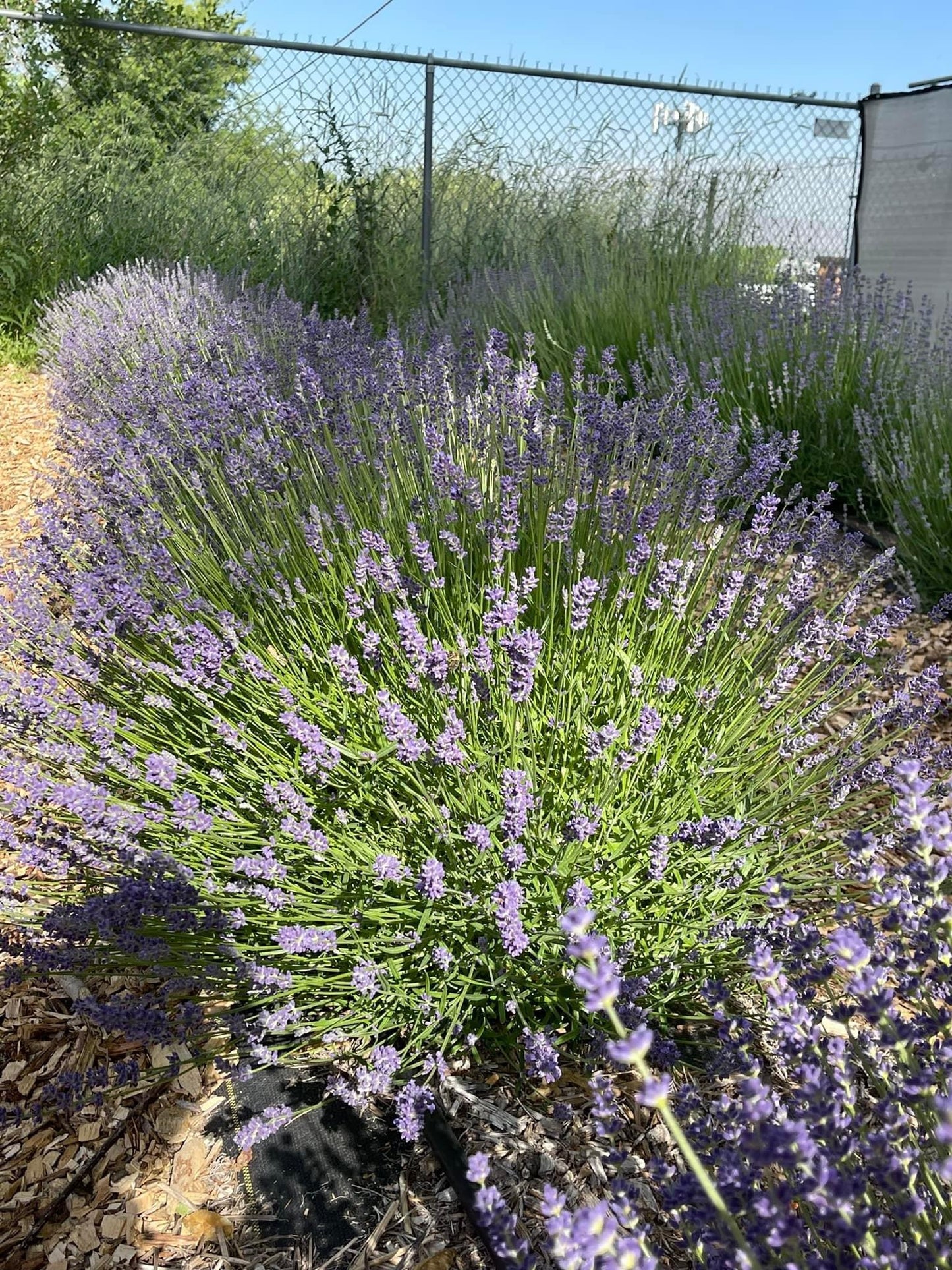 1 oz. Grosso Lavender Heads