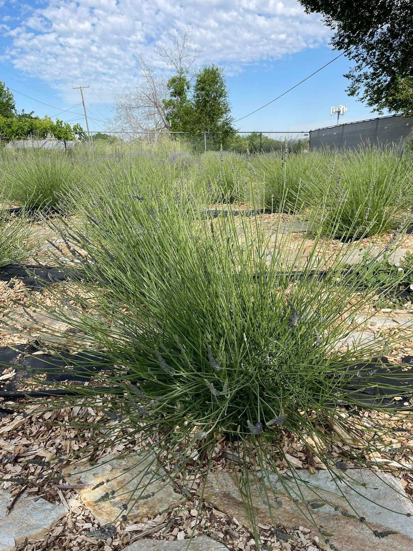 1 oz. Grosso Lavender Heads