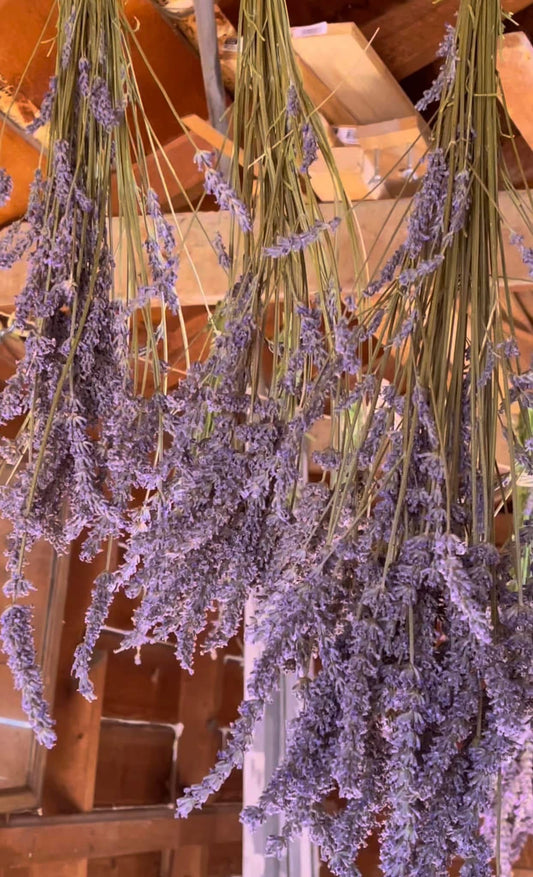 1 oz. Grosso Lavender Heads